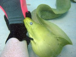 Psycho the eel - Stingray City, Grand Cayman. I was just ... by Becky Cason 
